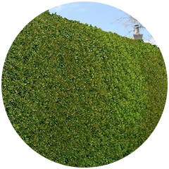 hedges